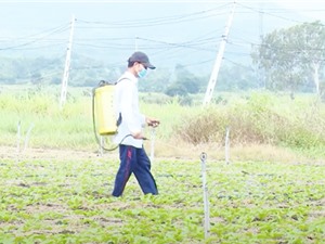 Phú Yên: Chế phẩm sinh học “đánh thức” cơ chế phòng vệ tự nhiên của cây trồng